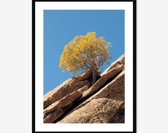 Lone Tree - Fine Art Nature Photography Print - Yellow and Blue Wall Decor