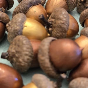 May include: Close-up of several acorns with brown caps and smooth, tan-colored bodies. Some acorns have a golden hue. The acorns are clustered together, creating a natural, earthy aesthetic. The image is well-lit, highlighting the textures and colors.