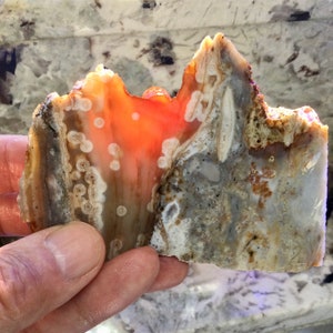 May include: A slice of agate with a bright orange and white pattern. The agate has a rough, natural texture and is translucent.