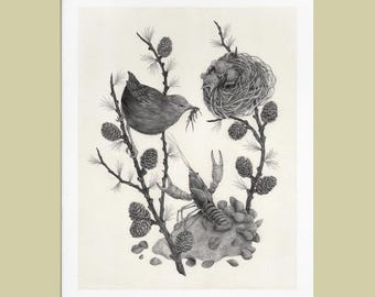 Fine Art Giclee Print: American Dipper Illustration