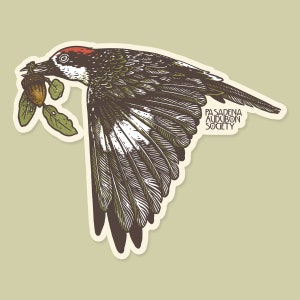 Picchio ghianda, illustrazione di uccello, adesivo in vinile da 3"