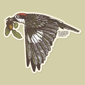 Sticker for Pasadena Audubon: Acorn Woodpecker, 3" Waterproof Vinyl Sticker