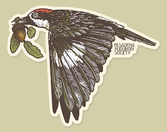 Sticker for Pasadena Audubon: Acorn Woodpecker, 3" Waterproof Vinyl Sticker