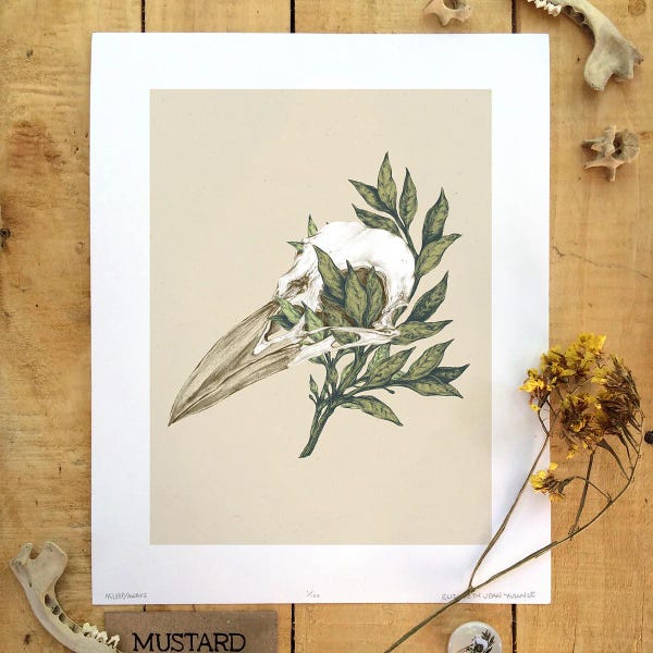 Crow Skull Giclee Print: Botanical Scientific Illustration (8x10")