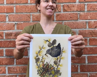Fine Art Giclee Print: Bitterroot Scientific Illustration