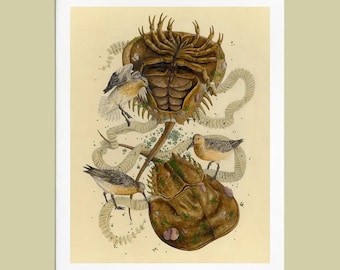 Fine Art Giclee Print: Delaware Bay, Horseshoe Crab, Red Knot
