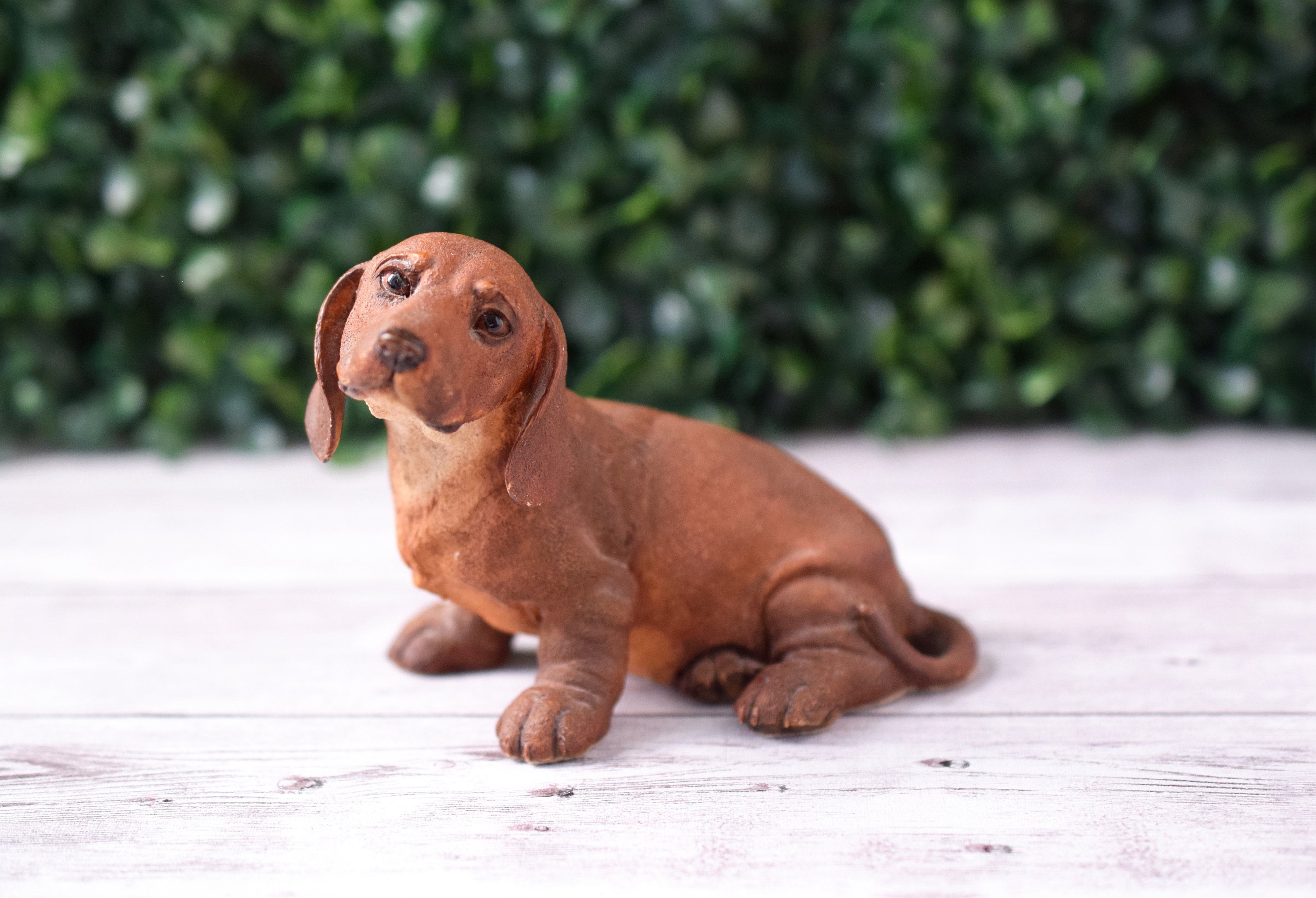 Vintage Country Artists for the Discerning Dachshund Puppy Tan