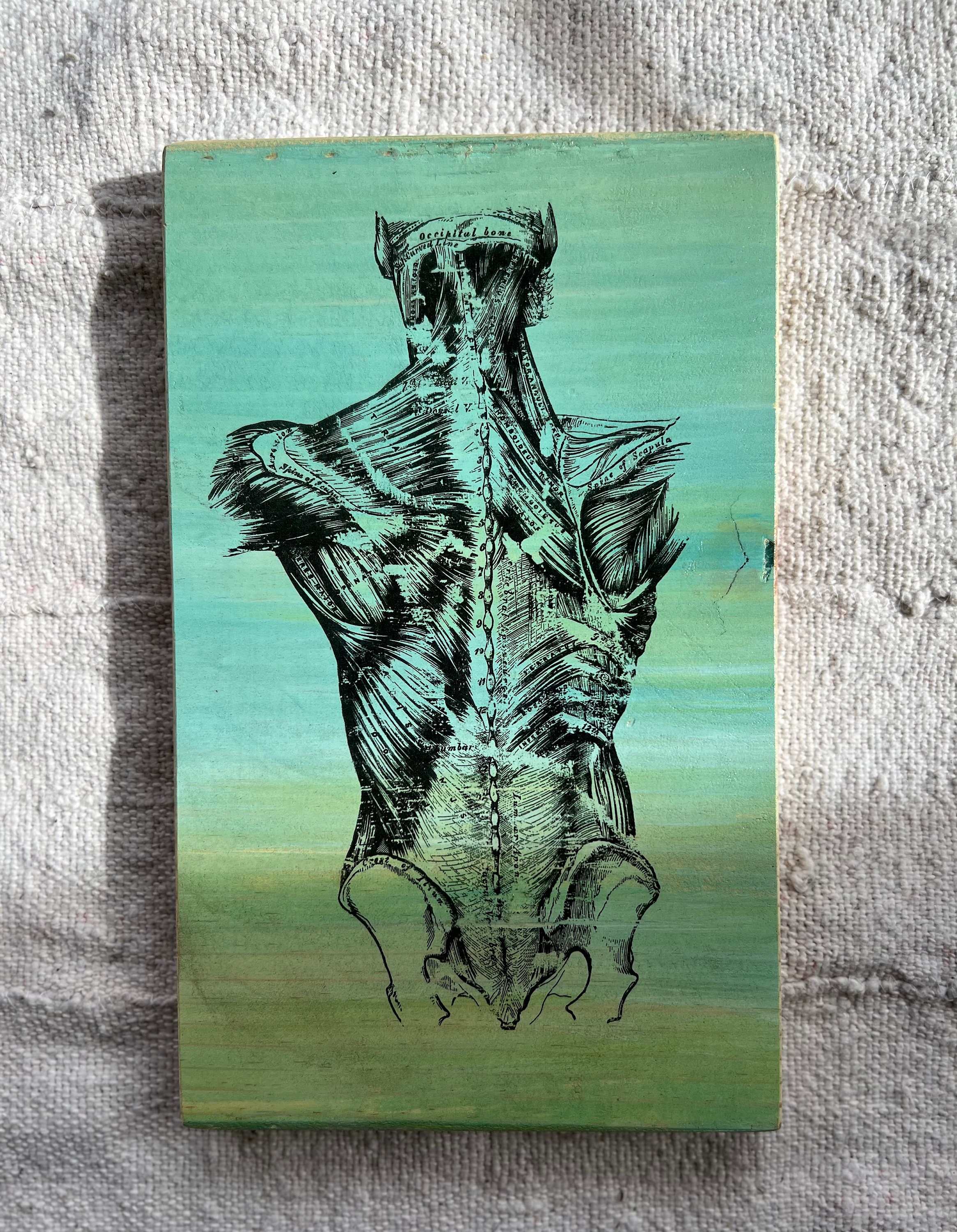 Acrylic gel transfer on Pine Wood (vintage anatomical illustration, muscles of the back)