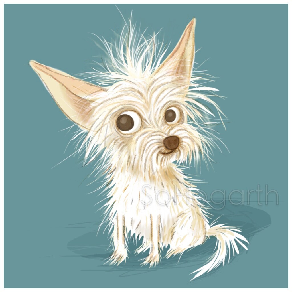 wiry terrier
