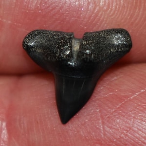 Pendiente individual con diente de tiburón martillo fosilizado, raro y con poste de plata de ley.