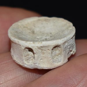 Great Small Fossilized Shark Vertebra - 11/16&quot;