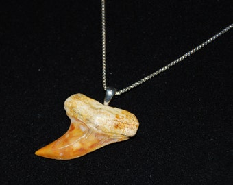 Beautiful Orange 1  3/8"  Fossilized Hook-Tooth Mako Pendant with Sterling Silver Chain