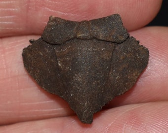 Excellent Intact Fossilized Musk Turtle Small Nuchal Scute Turtle Pleistocene 10,000 - 1.8 million Years