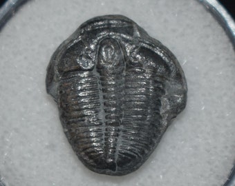 Beautiful Small Trilobite Elrathia Kingi in Gem Jar!