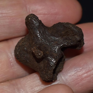 Grote volledig versteende schildpadwervel Pleistoceen 10.000 - 1,8 miljoen jaar