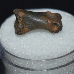 Excellent Small Alligator Fossil Toe Bone - Pleistocene 10,000 - 1.8 million Years