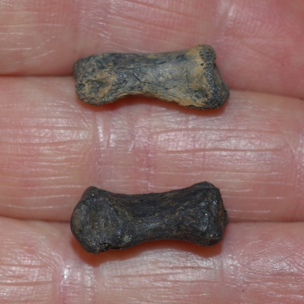 Great Bargain Pair of Small Fossil Toe Bones - Pleistocene 10,000 - 1.8 million Years