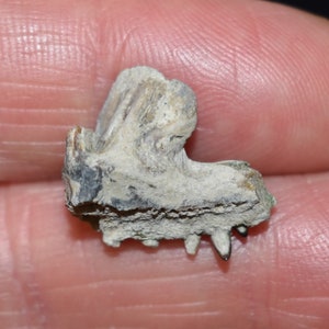魚類の顎の化石 - 更新世 10,000 - 180 万年前