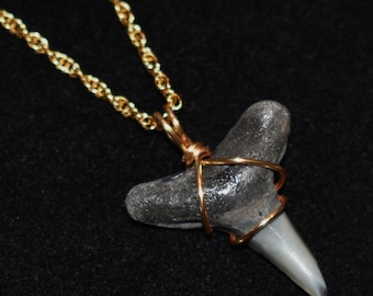 2-1/8 インチ 化石メガロドン サメの歯 20 インチ ネックレス ブルー