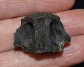 Great Hard to Come by Fossil Alligator Gar Vertebra - Pleistocene 10,000 - 1.8 million Years