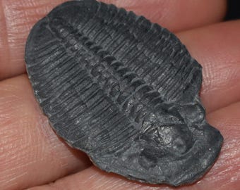 エルラシア・キンギ三葉虫化石 - ユタ州ウィーラー頁岩（1 3/8インチ