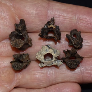 Set van zes kleine gefossiliseerde wervels - Pleistoceen 10.000 - 1,8 miljoen jaar