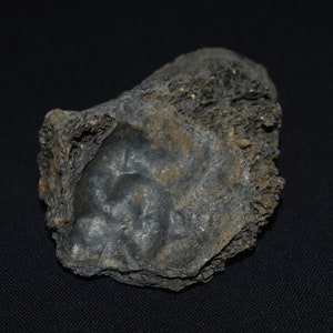 化石鹿の頭蓋骨部分 - 更新世 10,000 - 180 万年前