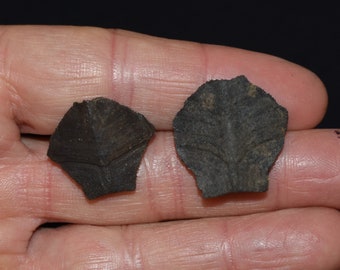 Excellent Pair of Small Fossilized Nuchal Scutes  -Turtle Pleistocene 10,000 - 1.8 million Years