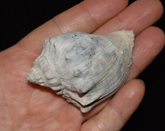 Excellent Small Fossilized Shell Pleistocene 1 - 3 Million Years