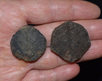 Great Pair of Small Fossilized Turtle Entoplastron Shell Pieces - Pleistocene 10,000 - 1.8 million Years
