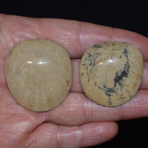 Beautiful Unique Pair of Polished California Fossilized Sand Dollars