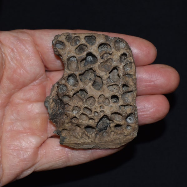 Rare Fossil Partial Crocodile Scute - Pleistocene 10,000 - 1.8 million Years