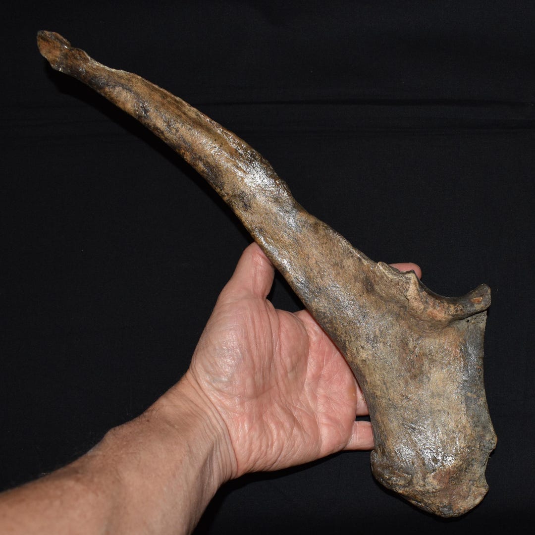 Crazy Cool Bovid/ Bison Ulna - Etsy