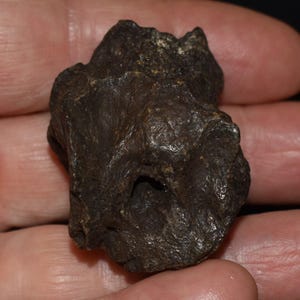 May include: A dark brown, irregularly shaped fossil with a rough, textured surface. The fossil has a small, rounded hole and appears to be a fragment of a larger object. The color is a deep, earthy brown.