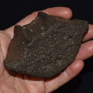 ジュゴンの脊椎の化石（優良） - 中新世 500万～2400万年前