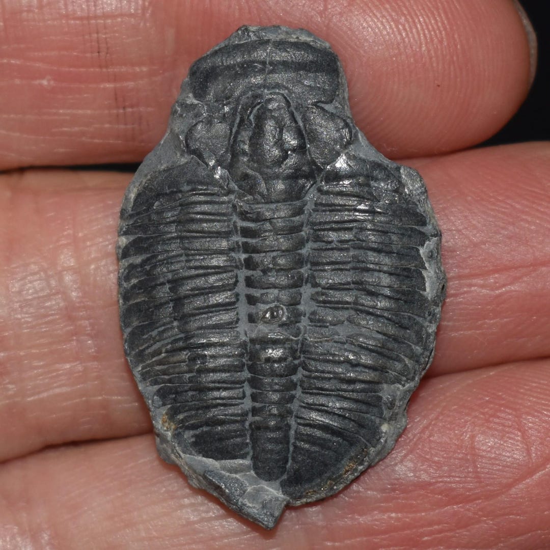 三葉虫の化石：エルラシア・キンギ - 5億5000万年前 - Etsy 日本
