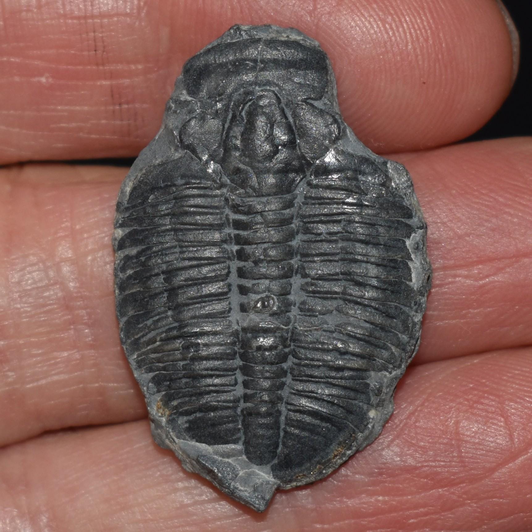 三葉虫 化石 エルラシア・キンギ・ミーク 標本（約５億年前） 三葉虫の化石：エルラシア・キンギ - 5億5000万年前 - Etsy 日本