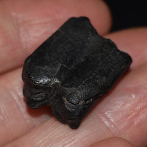 非常に珍しい3本指の馬の歯 - 500万～3000万年前に存在