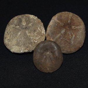 Three Unique Fossilized Sea Urchins