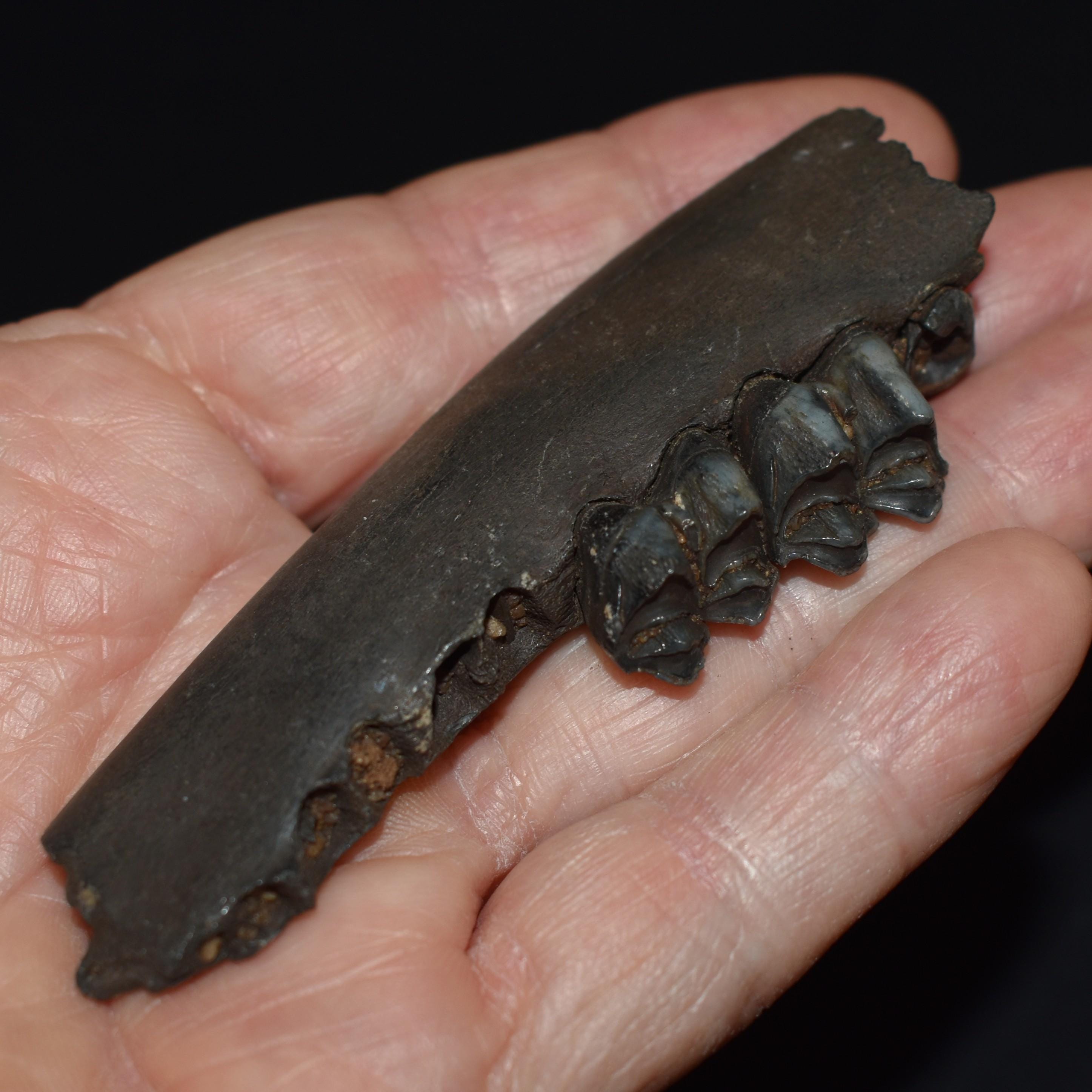 ArtifactsandFossils - Etsy