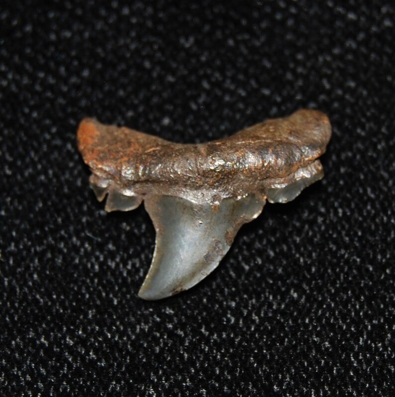 Beautiful Extinct Mackerel Shark Tooth Etsy