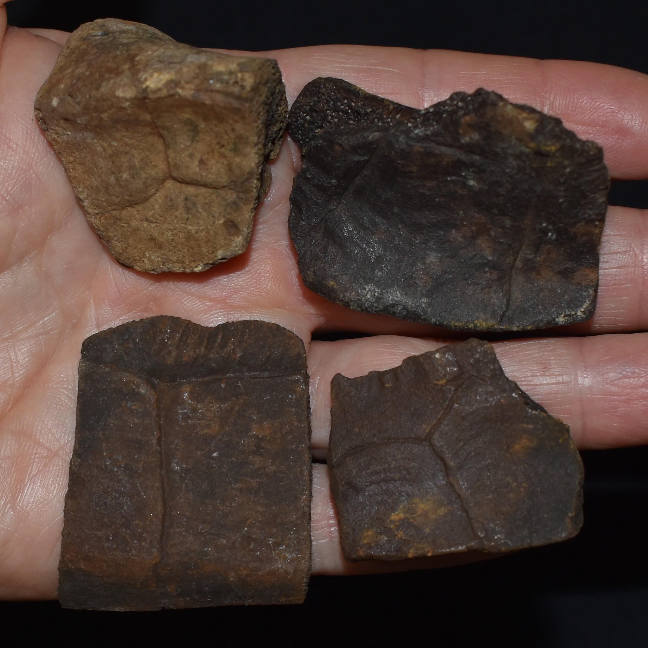 Set of Four Fossilized Turtle Shell Elements - Miocene to Pleistocene 10,000 - 24 million Years