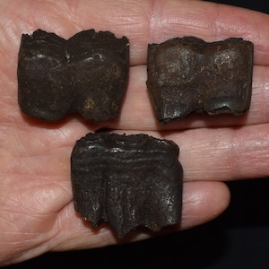 May include: Three dark brown fossil teeth with textured surfaces. The teeth have a rectangular shape with multiple cusps, and are likely from a prehistoric animal. The teeth are displayed against a neutral background.