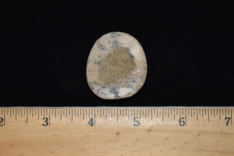 Beautiful Multi Color Jewelry Grade Fossilized California Sand Dollar