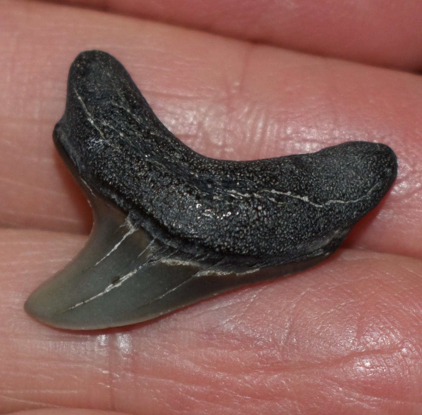 Excellent and Rare Giant Thresher Shark Tooth 1"
