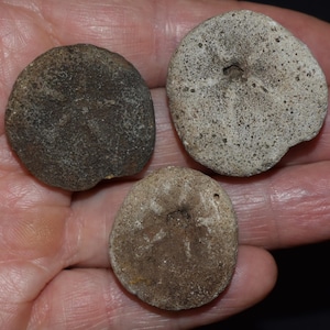 Three Unique Fossilized Sea Urchins