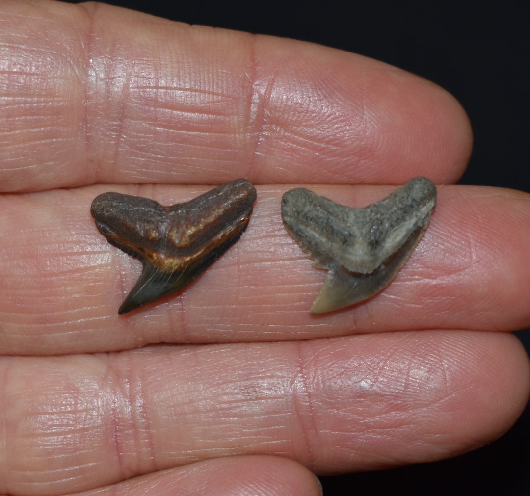 Great Pair of Fossil Tiger Shark Teeth 5-24 Million Years - Etsy