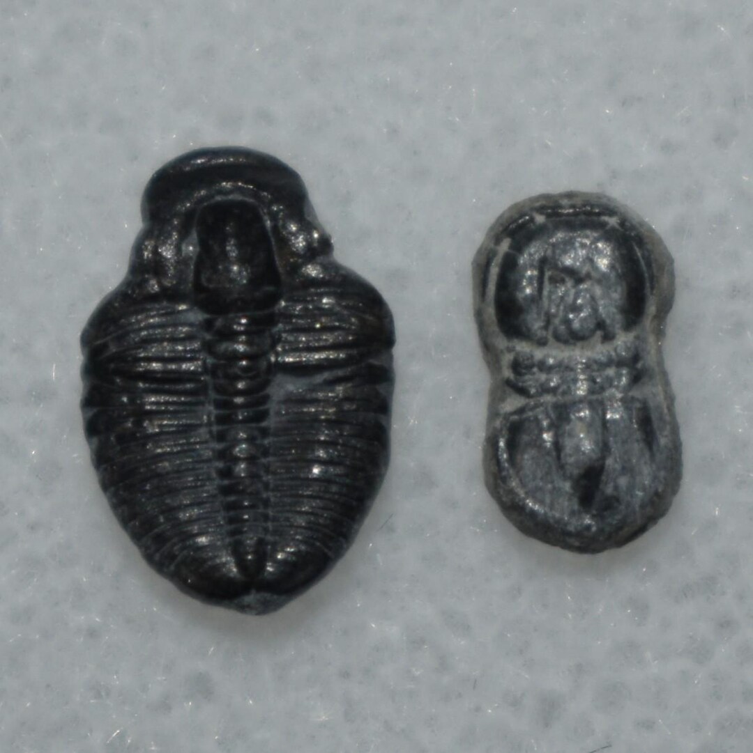 Mini Trilobite Fossil Pair: Elrathia Kingi & Peronopsis - Wheeler Shale ...