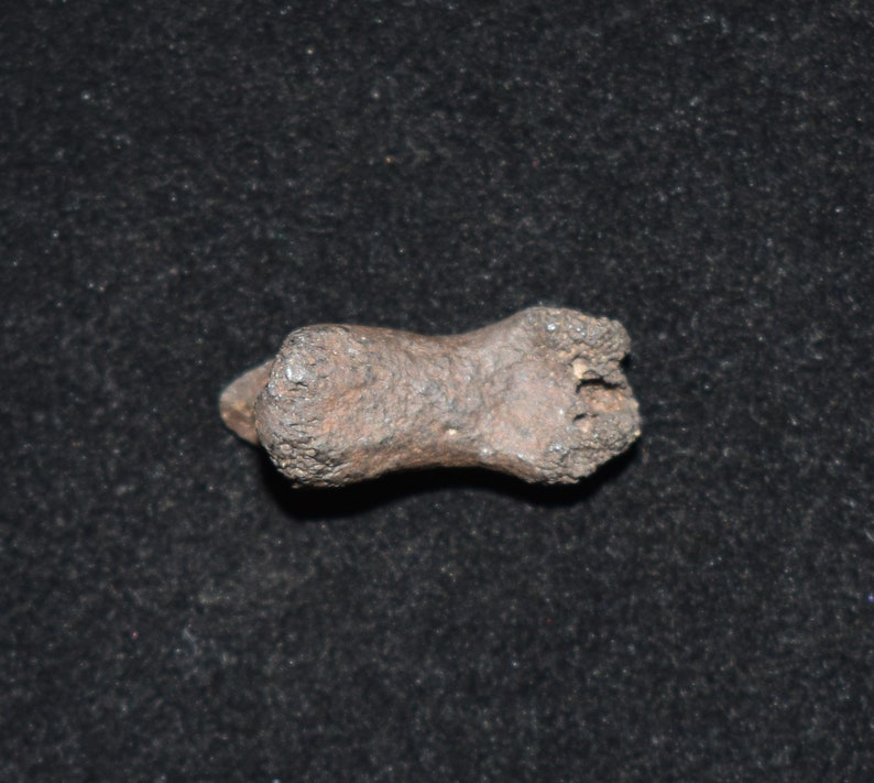 Fossilized Turtle Toe Bone Pleistocene 10000 24 million Etsy