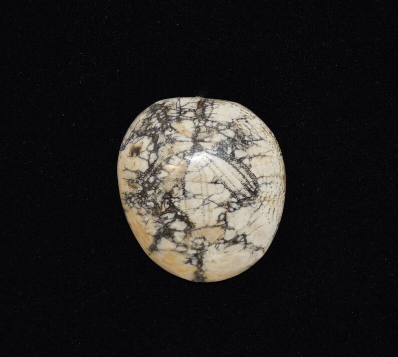 Beautiful Multi Color Jewelry Grade Fossilized California Sand Dollar